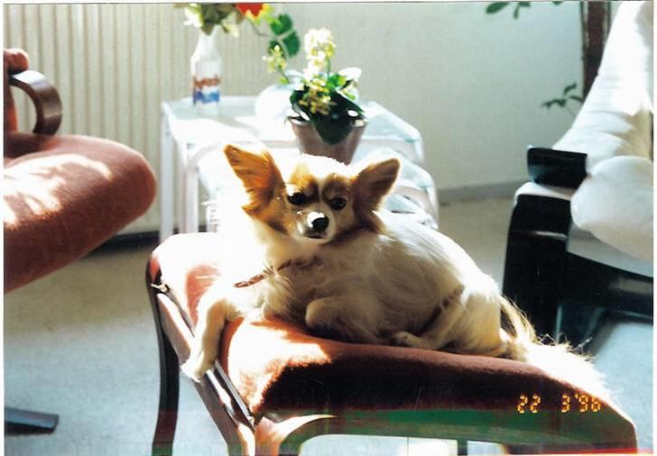 Islandsk fårehund Brana billede 12