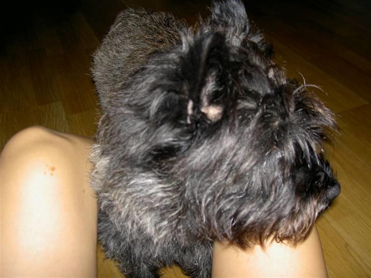 Cairn terrier Buller billede 2