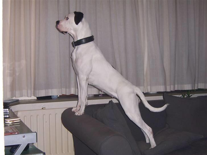 Blanding af racer Sille - Intet undgår min opmærksomhed. billede 1