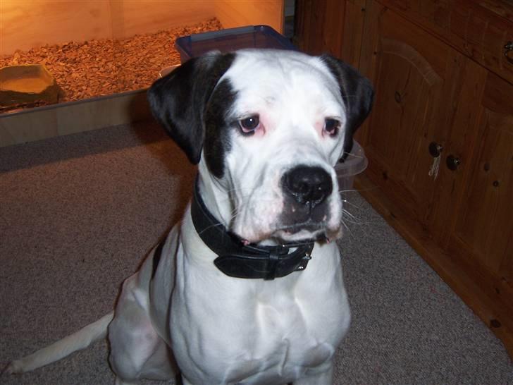 Blanding af racer Sille - Jeg er for træt til at være fotogen lige nu. billede 2