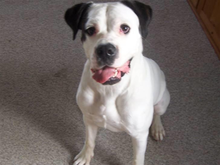 Blanding af racer Sille - Får jeg noget nu?? billede 3