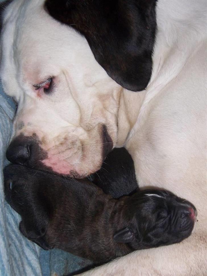 Blanding af racer Sille - Ren idyl med en af sønnerne. billede 4