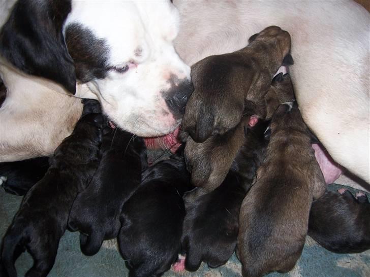 Blanding af racer Sille - Det er hårdt at blive mor til 12. billede 5