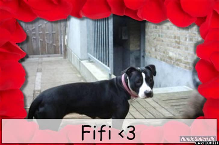 Amerikansk staffordshire terrier Fifi  ( DØD) - holde øje her fra billede 1