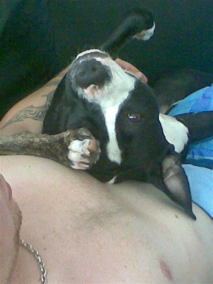 Amerikansk staffordshire terrier Fifi  ( DØD) - det hele vender på hovdet billede 2