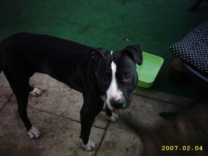 Amerikansk staffordshire terrier Fifi  ( DØD) - davs billede 3