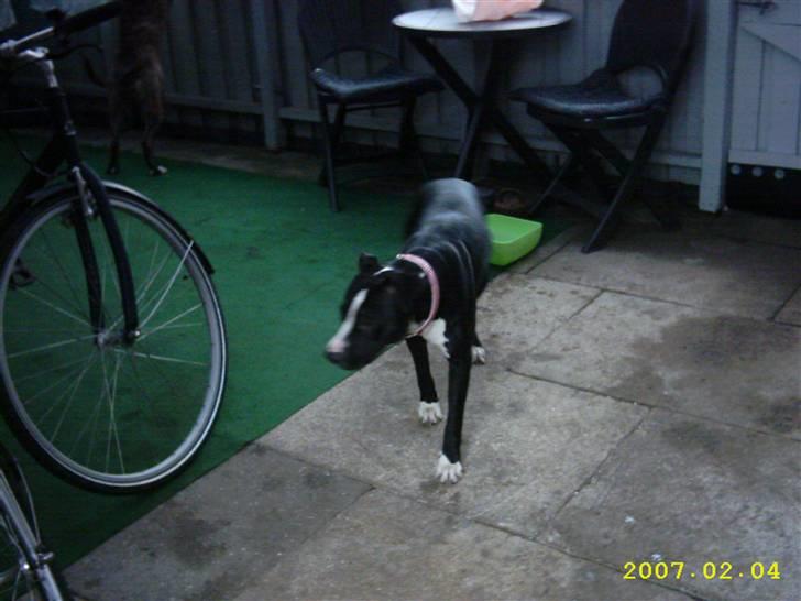 Amerikansk staffordshire terrier Fifi  ( DØD) - ja ja kommer nu billede 4