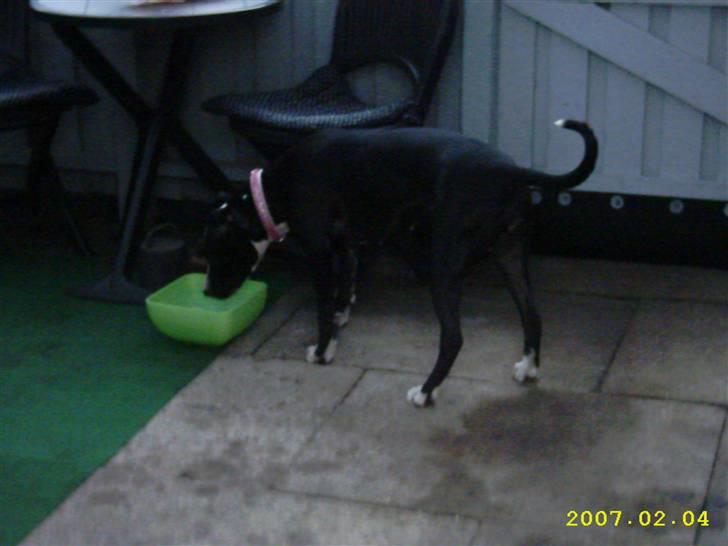 Amerikansk staffordshire terrier Fifi  ( DØD) - vand er godt i den her varme billede 5