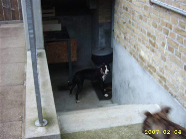 Amerikansk staffordshire terrier Fifi  ( DØD) - må jeg ikk godt komme ind nu moar billede 6