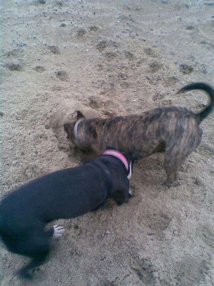 Amerikansk staffordshire terrier Fifi  ( DØD) - hva finder du billede 7