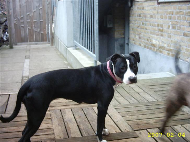 Amerikansk staffordshire terrier Fifi  ( DØD) - mig forfra billede 8