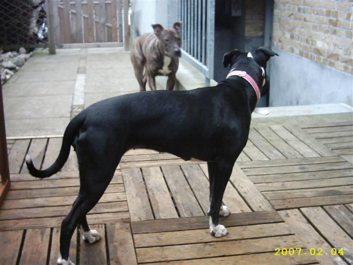 Amerikansk staffordshire terrier Fifi  ( DØD) - se den anden vej på billede 9