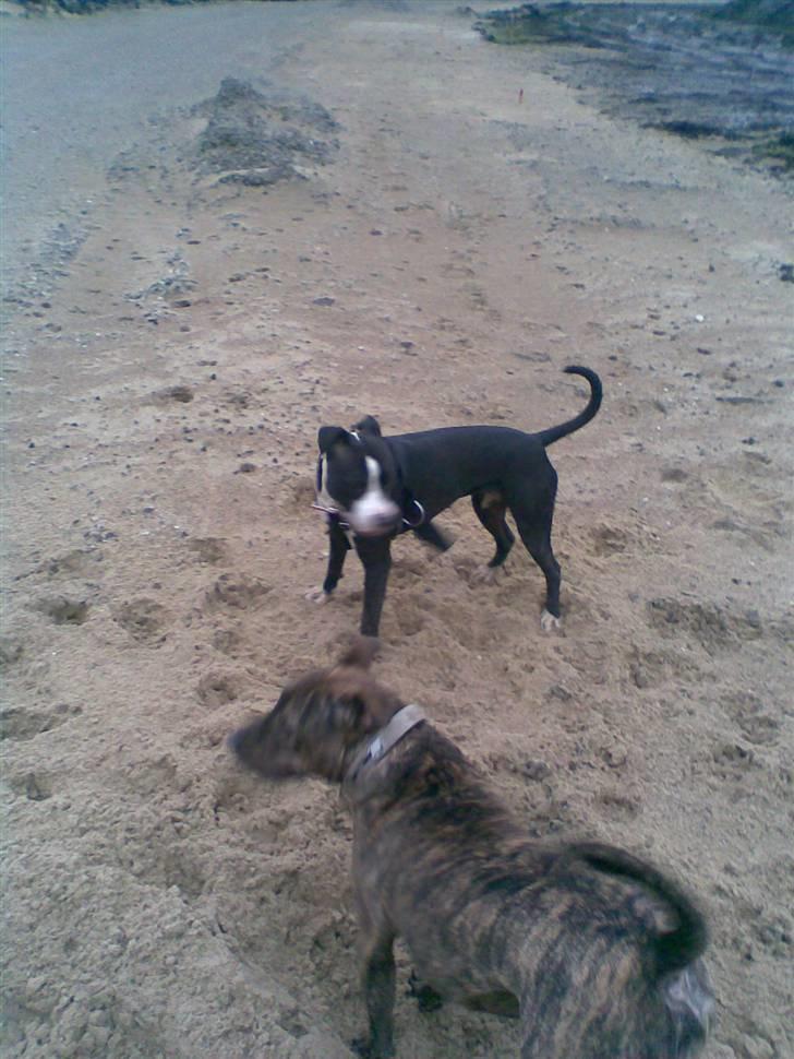 Amerikansk staffordshire terrier Fifi  ( DØD) - holde øje hver vej billede 10