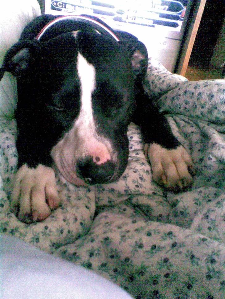 Amerikansk staffordshire terrier Fifi  ( DØD) - nu jeg træt billede 11