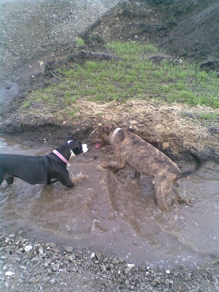 Amerikansk staffordshire terrier Fifi  ( DØD) - jeg vil osse være med til og få e fodbad billede 12