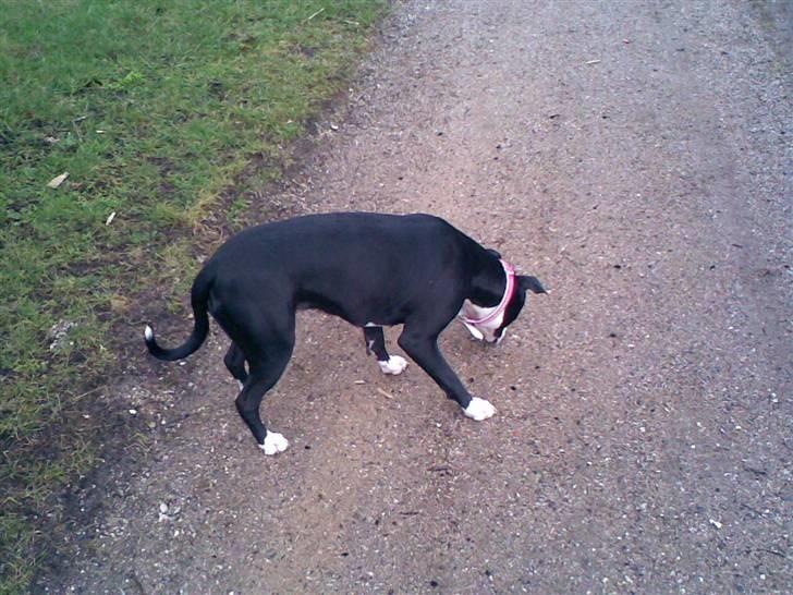 Amerikansk staffordshire terrier Fifi  ( DØD) - snuse snuse billede 13