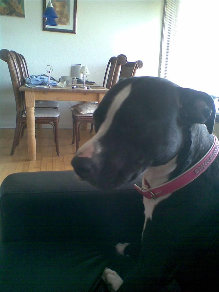 Amerikansk staffordshire terrier Fifi  ( DØD) - sidder og gør mig til billede 14