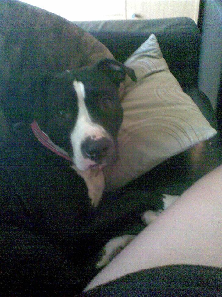 Amerikansk staffordshire terrier Fifi  ( DØD) - jaah`? billede 15