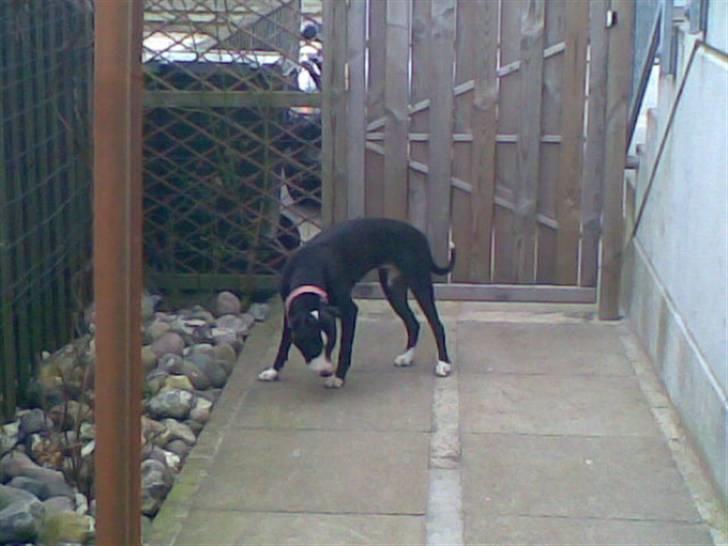 Amerikansk staffordshire terrier Fifi  ( DØD) - guffer godbidder i mig billede 16