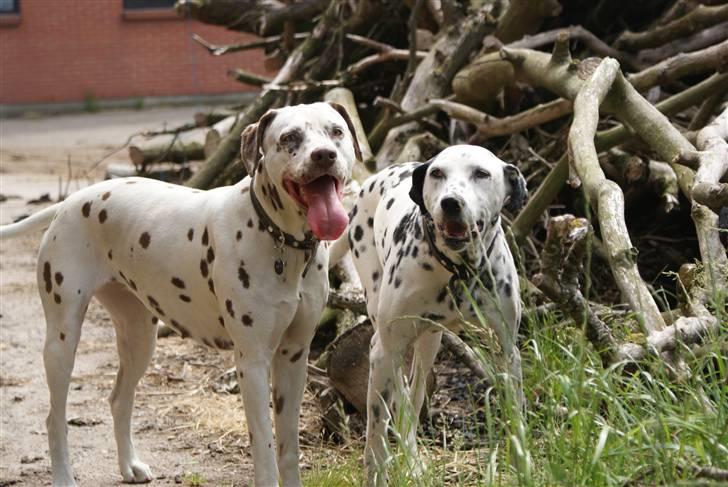 Dalmatiner Jilloc's Romantic Miracle RIP - Emma og Nina sammen. Sommeren 2009. Godt smadret efter vild leg med hestene. (Emma fik sig et los i hovedet men var ok heldigvis - det var vist et uheld at hun kom med ind på folden tror jeg, hun holder sig normalt fra hestene.) billede 19