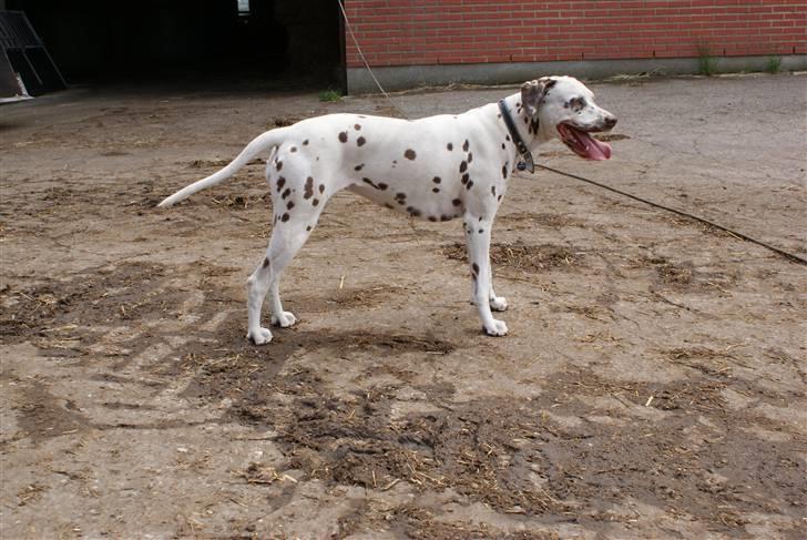 Dalmatiner Jilloc's Romantic Miracle RIP - En smadret og træt Emma ved møddingen. sommer 2009 billede 20