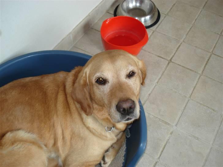 Labrador retriever Sally - hei..  billede 11