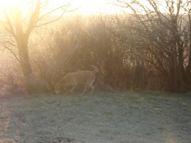 Labrador retriever Sally - vi stod op en tidlig morgen og ud og løbe i haven billede 12