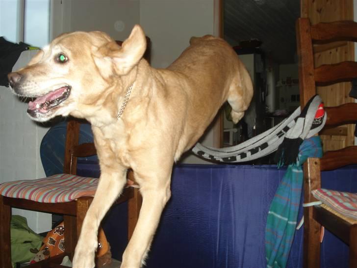 Labrador retriever Sally - weeeeee.. jeg er en hund efter ferie billede 13