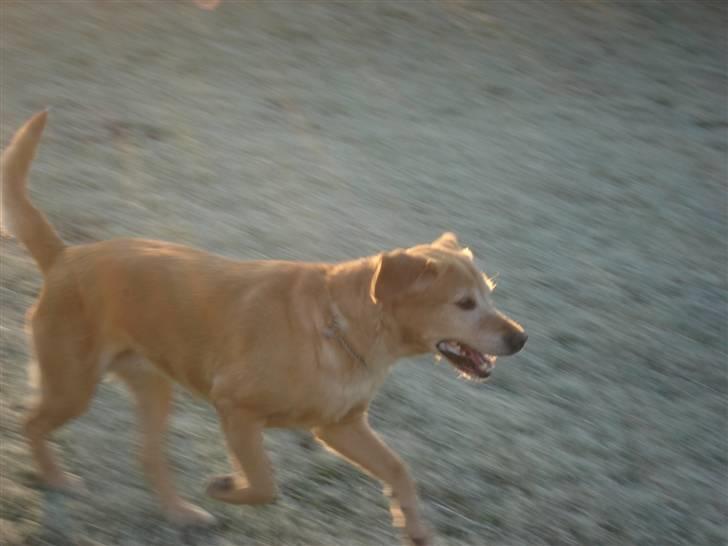 Labrador retriever Sally - et af mine unglingsbilledeer billede 14