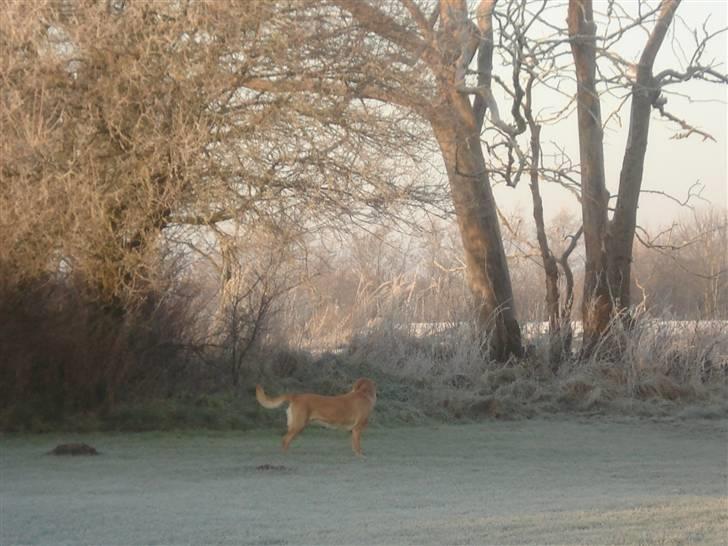 Labrador retriever Sally - også et af mine unglingsbilledeer billede 15