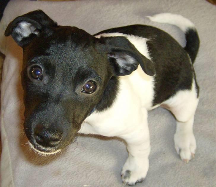 Jack russell terrier Turbo - Hey se mig billede 11
