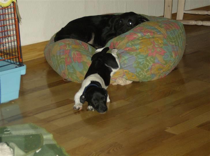 Jack russell terrier Turbo - Av av man får ondt i ryggen af det her billede 12