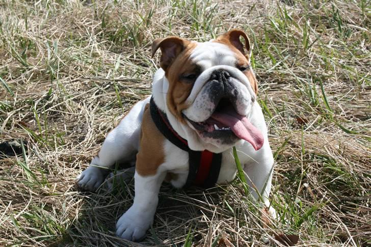 Engelsk bulldog Joey - mums det er godt :) billede 2