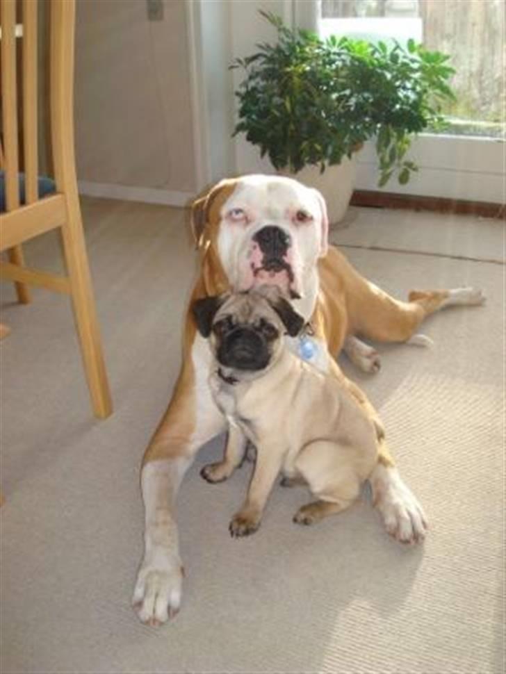 Amerikansk bulldog Bailey billede 9