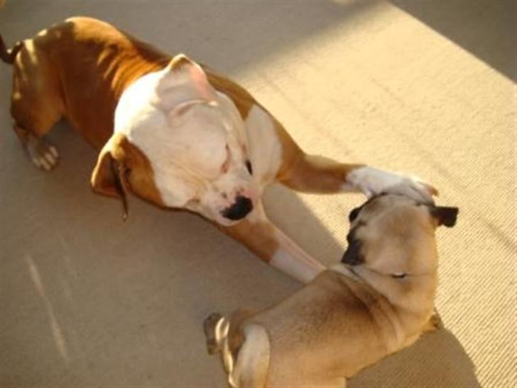 Amerikansk bulldog Bailey billede 11