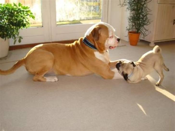 Amerikansk bulldog Bailey billede 12