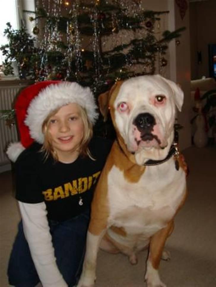 Amerikansk bulldog Bailey - Nu skal jeg vises frem igen igen... Et lille julebillede ano 2007 :o) billede 13