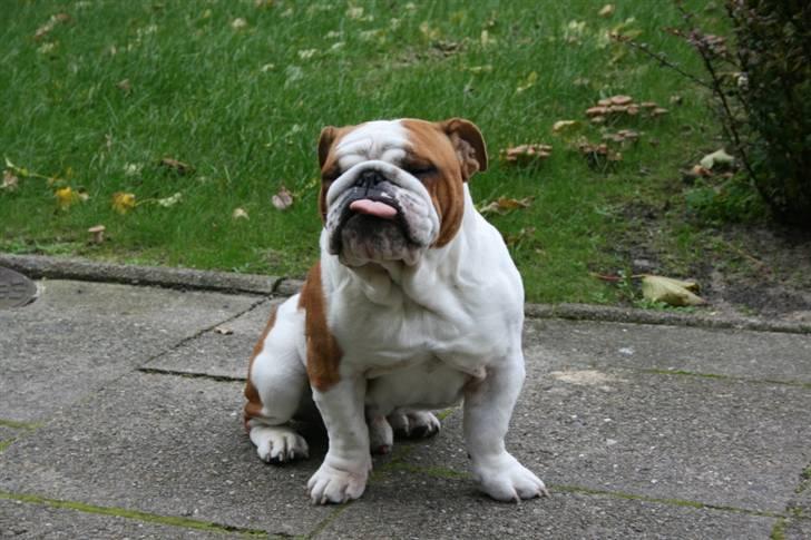 Engelsk bulldog Joey billede 5