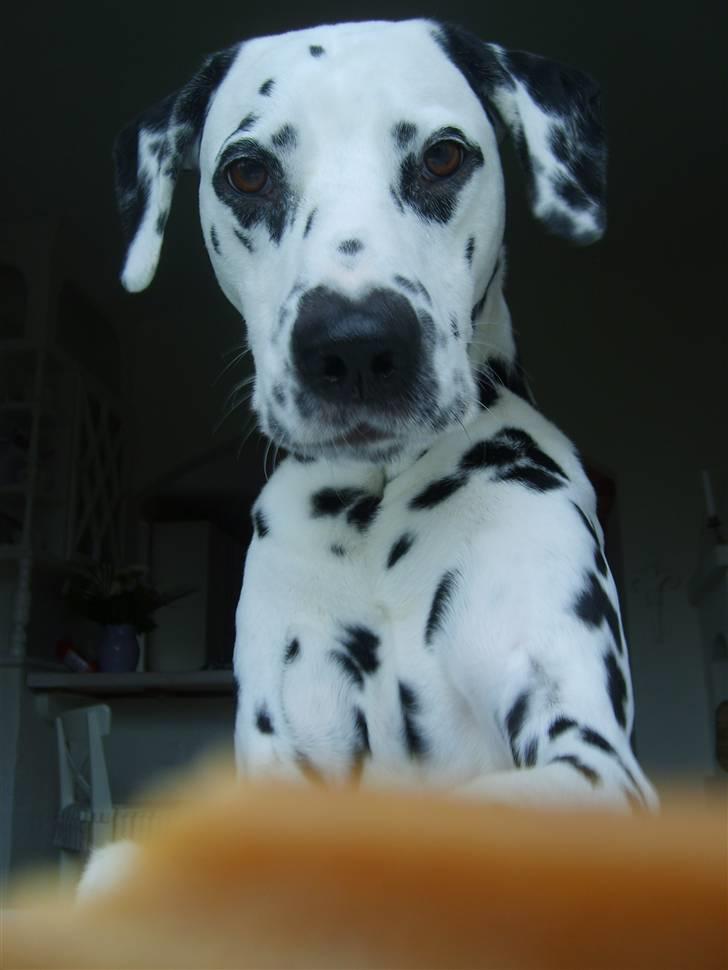 Dalmatiner Oskar - Heeeej heheh billede 15