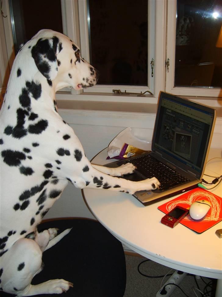Dalmatiner Oskar - Man har vel lov til at tjekke sin egen profil? billede 16