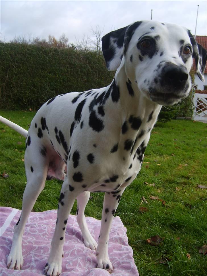 Dalmatiner Oskar - Se tykke mig :b billede 17