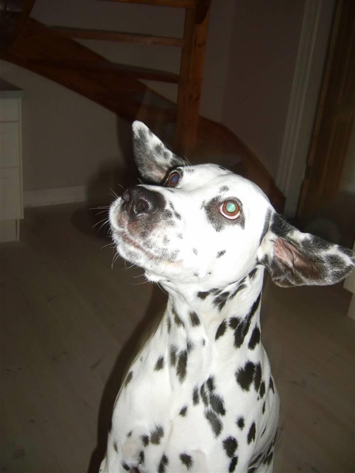 Dalmatiner Oskar - Flyyyyyyyyyyyyyyyyyv :D billede 18