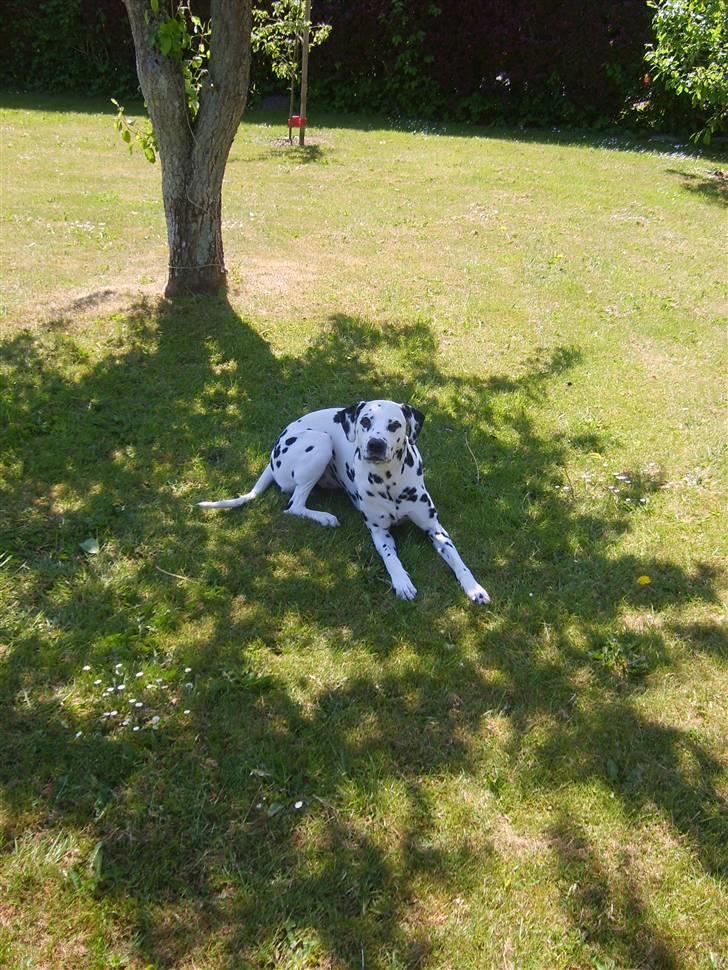 Dalmatiner Oskar - Arg, intet bedre end af ligge i skyggen. billede 19