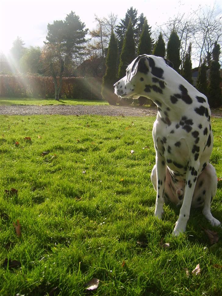 Dalmatiner Oskar - Tak fordi du ville kigge forbi :) billede 20
