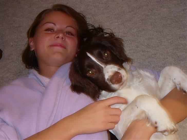 Engelsk springer spaniel Dyrlundgårds Chuck - Et af de første billeder af vores elskede dreng billede 13