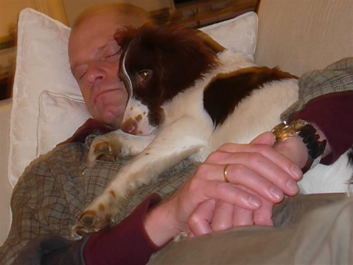 Engelsk springer spaniel Dyrlundgårds Chuck - Allerede som lille, viste han sig som en rigtig putte hund billede 14