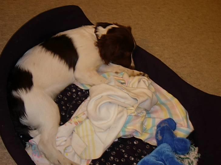 Engelsk springer spaniel Dyrlundgårds Chuck - Igen et af de første billeder af vores elskede hund billede 15