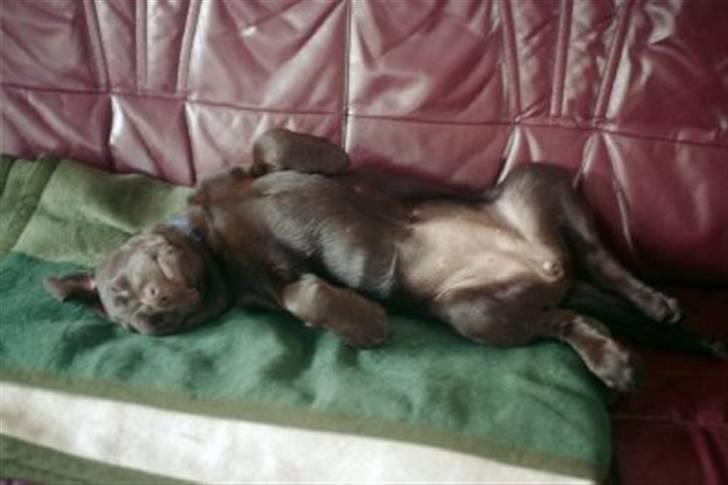 Labrador retriever Misha   ( R.I.P )  2015 - der er ikke noget som en ½time på sofaen billede 1