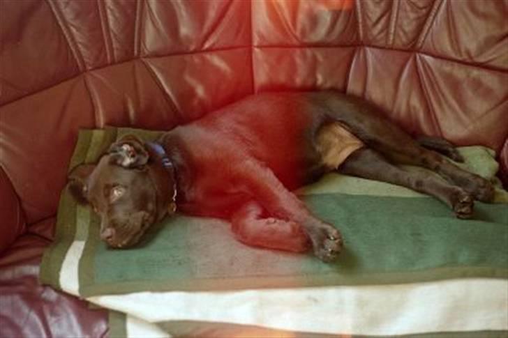 Labrador retriever Misha   ( R.I.P )  2015 - er der allerede gået en ½ time billede 2