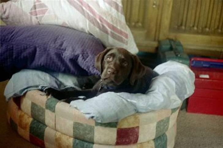 Labrador retriever Misha   ( R.I.P )  2015 billede 3